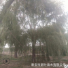 地出售树形好大规格垂柳树 10-15-20-40公分垂柳树