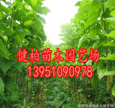专供桑树 优质桑树 桑树苗批发 规格齐全 量大优惠大量出售