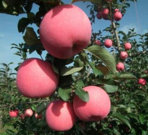 红富士苹果树 大量供应矮化苹果树苗 果大脆甜当年结果苹果树苗