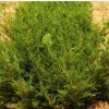 优质绿化龙柏小苗 常年出售各种规格龙柏苗 园林绿化专用龙柏苗