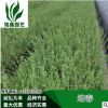 迎春 灌木花卉 园林绿化 常绿乔木 水生植物 水生花卉 小灌木乔木