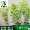 金叶女贞 小杯 灌木花卉 园林绿化 常绿乔木 水生植物 水生花卉