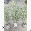 六月雪小杯 水生植物 水生花卉 灌木花卉 园林绿化 常绿乔木