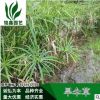 旱伞草.绿化木.基地直销各种规格水生植物绿化工程用.风车草