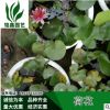 荷花 盆栽荷花基地销售各种规格 荷花水生植物种植绿化工程木
