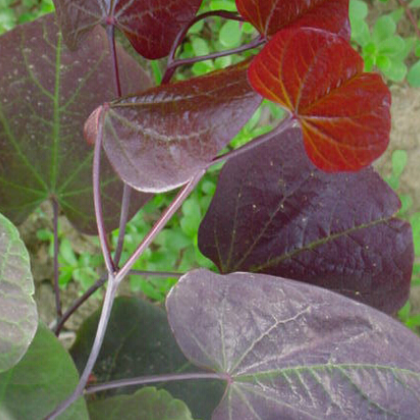 供应紫叶紫荆，量大从优