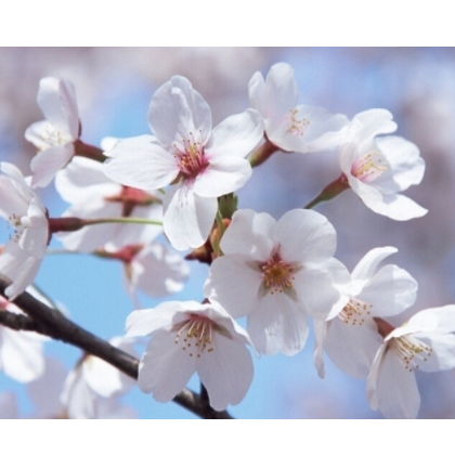 供应樱花，量大从优