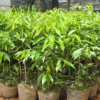 供应直径10-50cm香樟木乌樟绿化带植物行道树