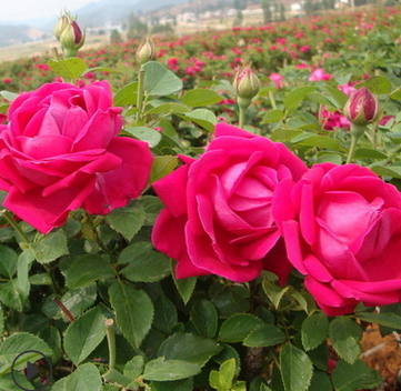 云南基地直销批发玫瑰鲜切花种苗 优质食用玫瑰苗 四季常开月季苗