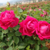 云南基地直销批发玫瑰鲜切花种苗 优质食用玫瑰苗 四季常开月季苗