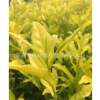 生产供应浙农系列优质黄金芽1号茶苗