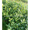 厂家供应良种优质安吉白茶茶苗