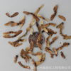 绿丰耀种业 批发林木枫树种子 鸡爪枫 鸡爪槭树种子