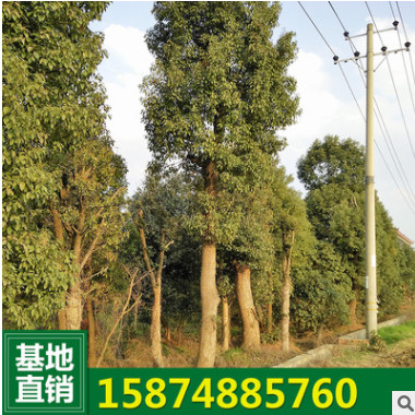 行道树香樟7-25公分 工程苗园林绿化香樟 骨架移栽香樟树自产自销