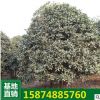 批发常绿乔木桂花树 丛生桂花 基地批发浓香型桂花树苗 质量优