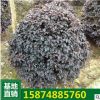 基地直供 红花继木球 球类园林工程绿化苗木 红花桎木小苗批发