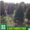 竹柏 常绿观叶 四季常青 绿色园林竹柏树苗 绿化苗木基地供应