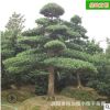 批发罗汉松造型树 精品庭院大型盆景树园林工程绿化苗木 基地直销