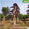批发红花继木桩景 精品造型优美市政园林工程绿化苗木 基地直销