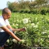 庭院观花植物 木绣球树苗 根系发达 成活率高 可盆栽木绣球