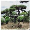 黑松出售大规格黑松工程绿化树造型松景松盆景