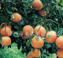 福建漳州红宝石西柚苗