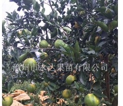 福建漳州贵州甜葡萄柚苗