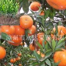 福建漳州福建红美人柑橘苗（爱媛38号）的种植技术管理