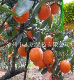 福建漳州贵州发展沃柑苗种植产业，贵州沃柑苗多少钱一株