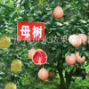 福建漳州铜仁三红柚子苗