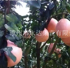 福建漳州湖南三红蜜柚苗