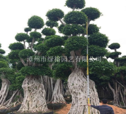 福建漳州造型榕树桩景