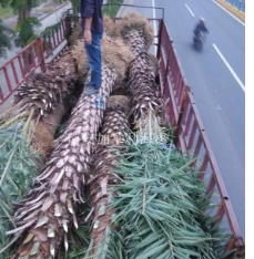 福建泉州中东海枣