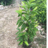 福建漳州白兰花