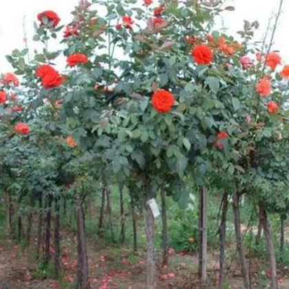 南阳月季 付晓月季种植基地 直杆树状月季直杆树状月季_树状月季-古桩月季树_月季树批发