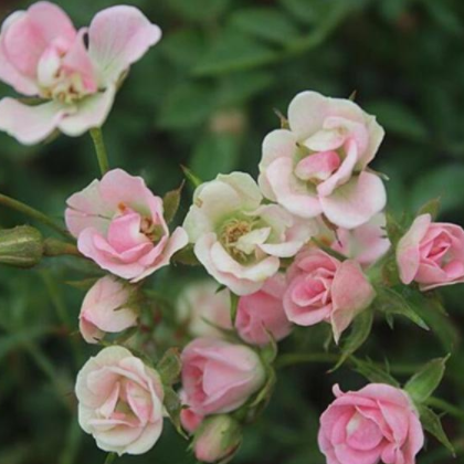 南阳月季 付晓月季基地 丰花月季每月开花玫瑰花苗花卉绿植物室内外盆栽
