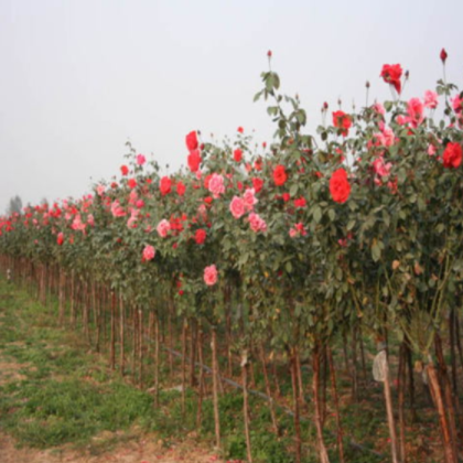 本地种植多品种树状月季一年两年多年树状月季