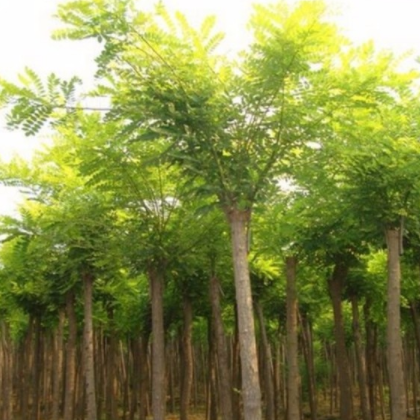 昊润生态果林 优质国槐