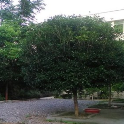 郴州 隆才园林 原产地批发 5-12公分桂花树 全网最低价