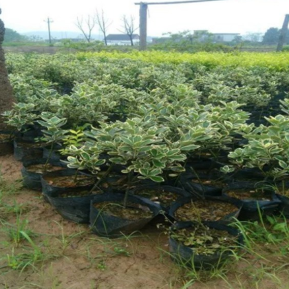 郴州金边黄杨，能耐干旱，耐寒性强，栽培简单（5斤袋）