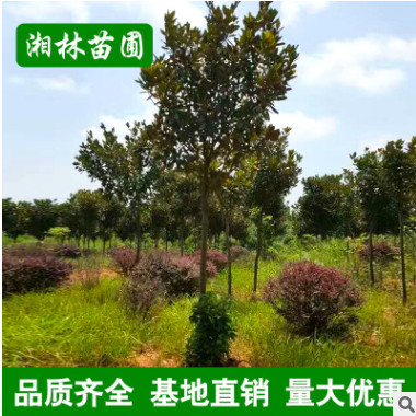 批发广玉兰 精品造型庭院植物广玉兰树 庭院花卉 基地直销