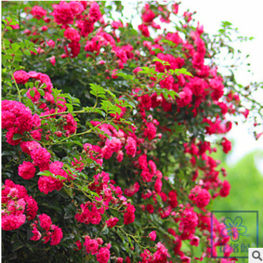 花园阳台爬藤花卉植物 红色木香花 梅郎珍珠蔷薇花苗爬藤快生存强
