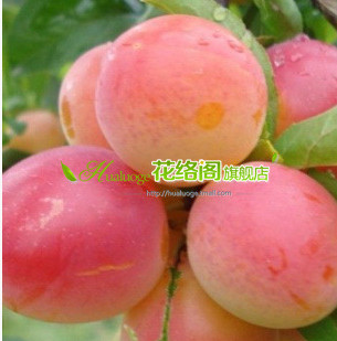 新品种李子树[红良锦]着多半红霞.美丽娇艳.果肉细嫩