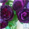 日月 月季花苗 切花月季 皇宫 红紫暗紫色玫瑰欧月苗紫色或红紫色