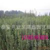 甘肃北海道黄杨树基地 南方道路绿化苗木
