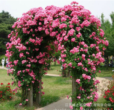 庭院可盆栽爬藤植物苗 蔷薇苗 多花蔷薇小苗 基地蔷薇月季小苗