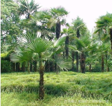 优质棕榈树苗 园林绿化苗木工程苗 棕榈苗 基地工程绿化棕榈