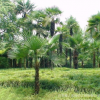 优质棕榈树苗 园林绿化苗木工程苗 棕榈苗 基地工程绿化棕榈
