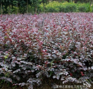 基地批发红继木小苗 地被绿化工苗种植红花继木树苗