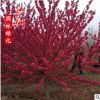 红叶碧桃 紫叶碧桃 园林景观植物小苗风景树 红花碧桃 重瓣碧桃